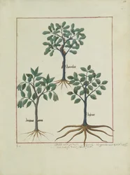 Illustration aus dem Buch der einfachen Heilmittel von Mattheaus Platearius (gest. um 1161) c.1470